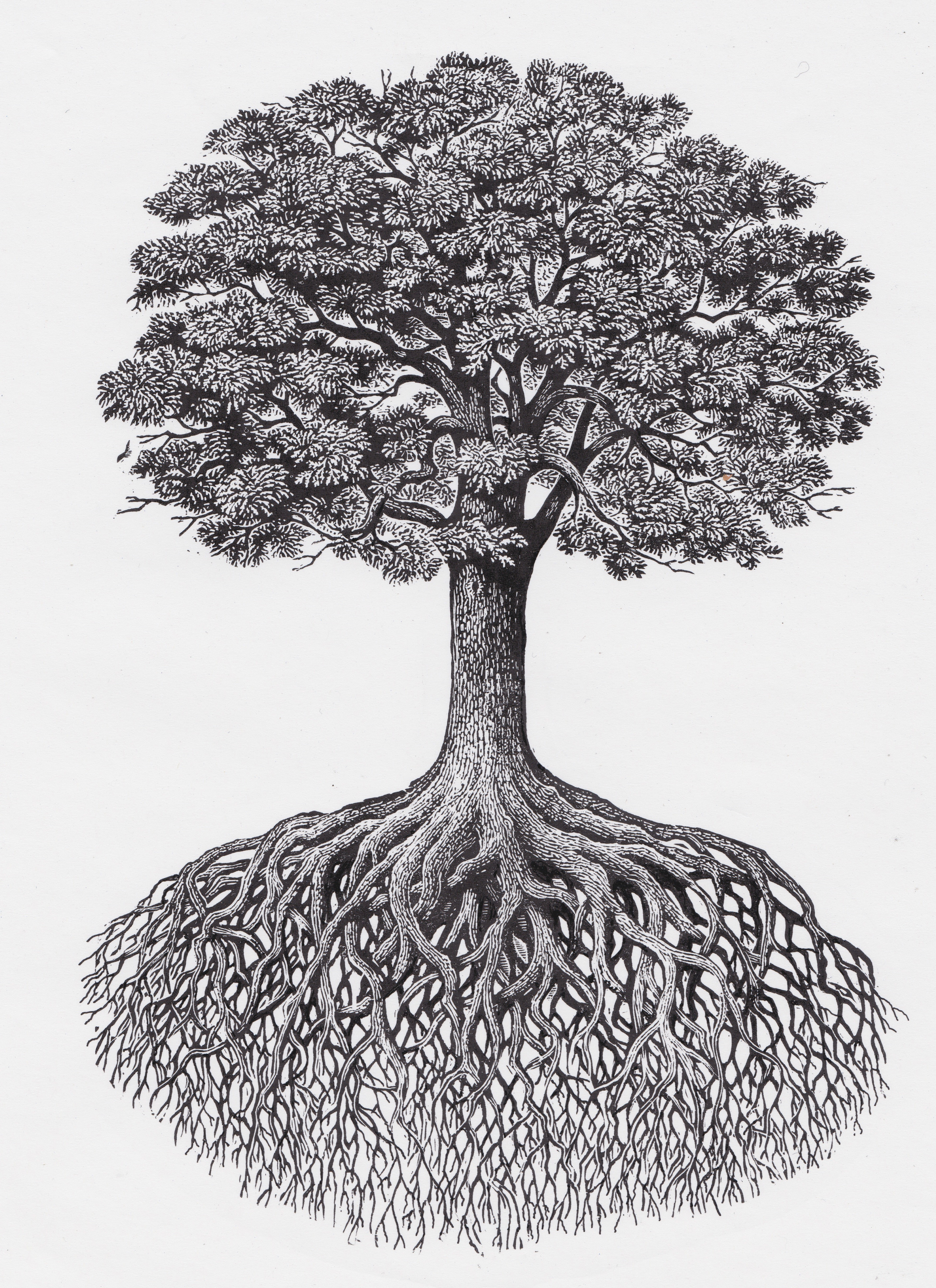 Гравюра дерево с корнями