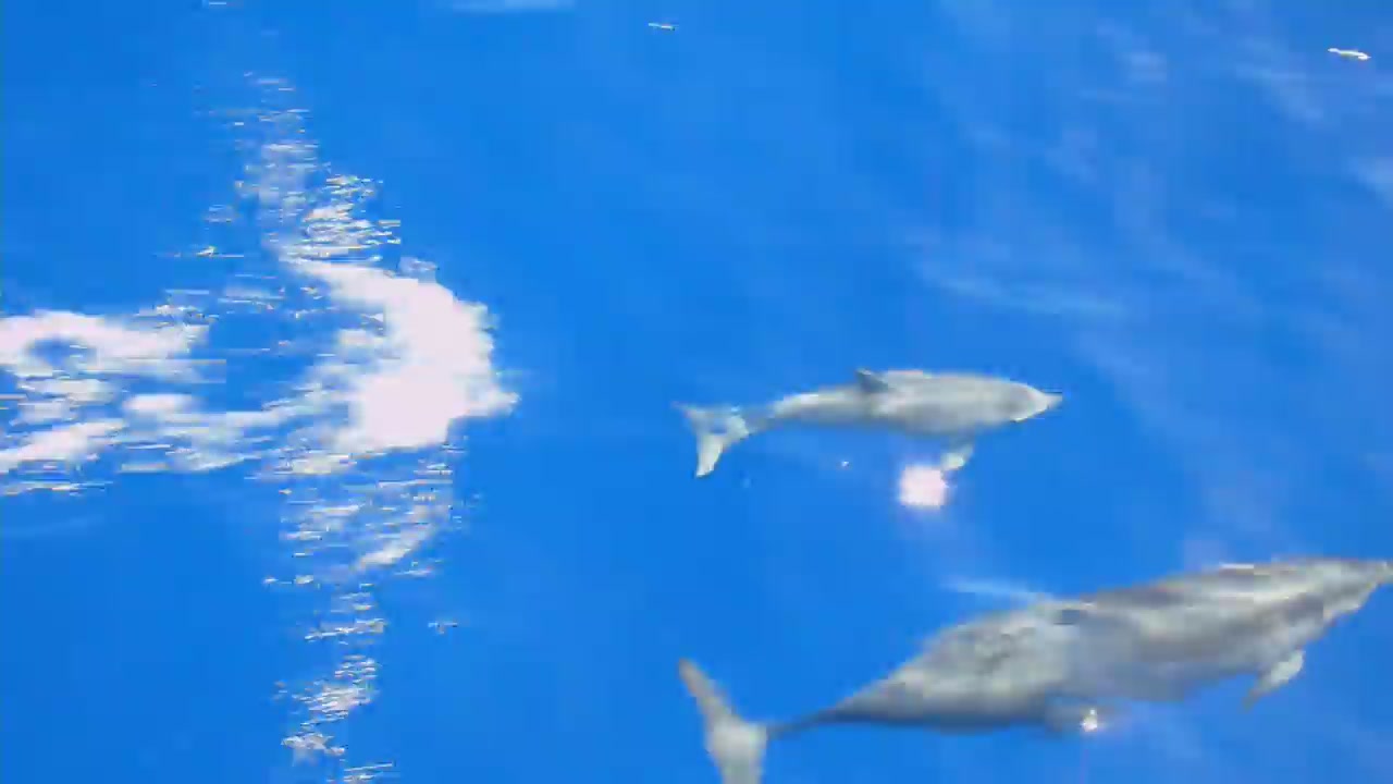They are not fish, they are mammals