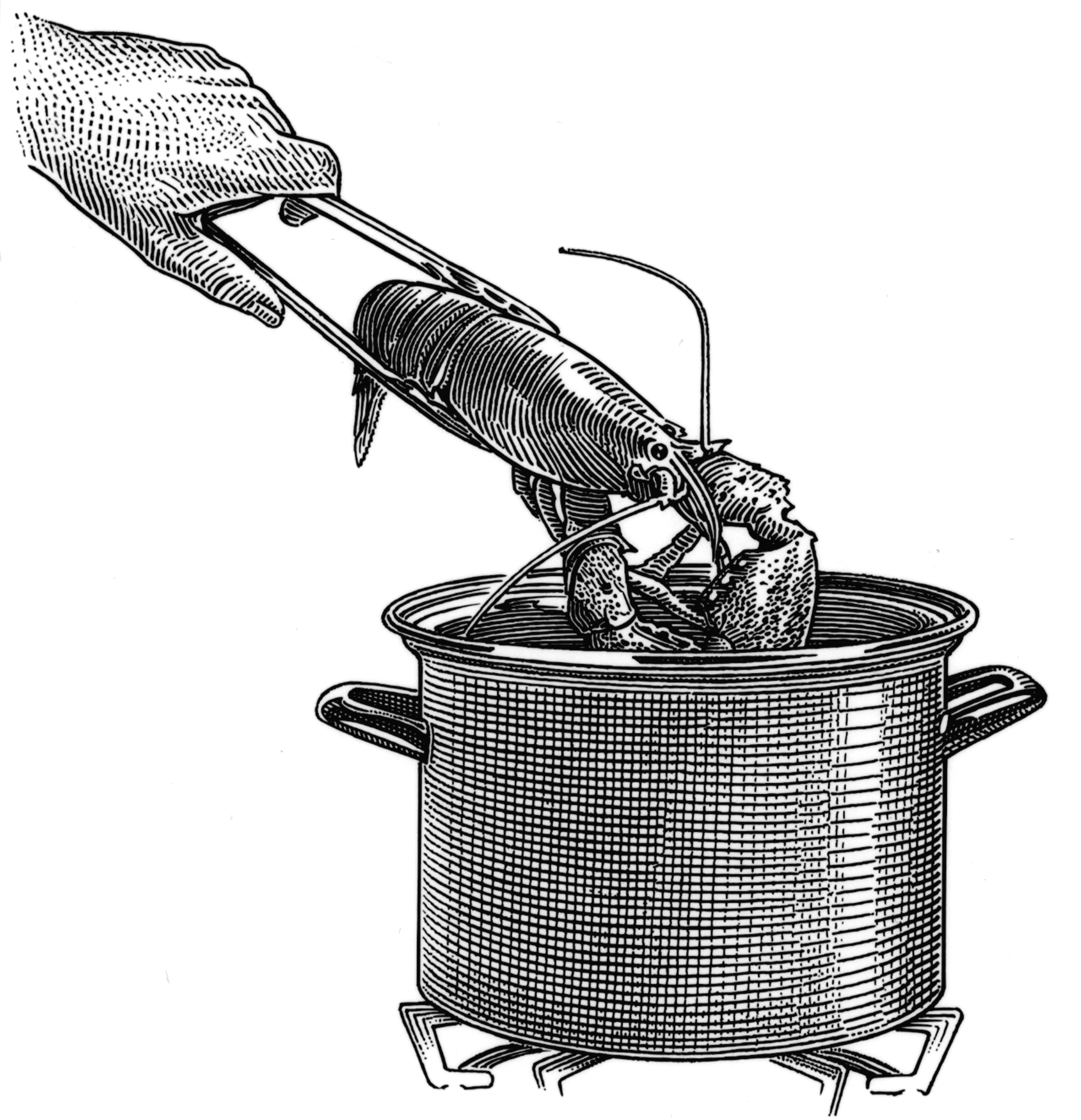 Illustration for Thermador print ad