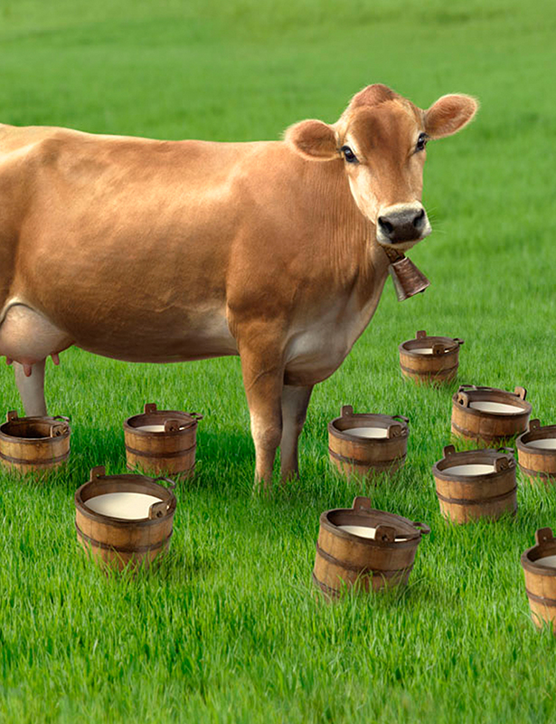 dairy cow