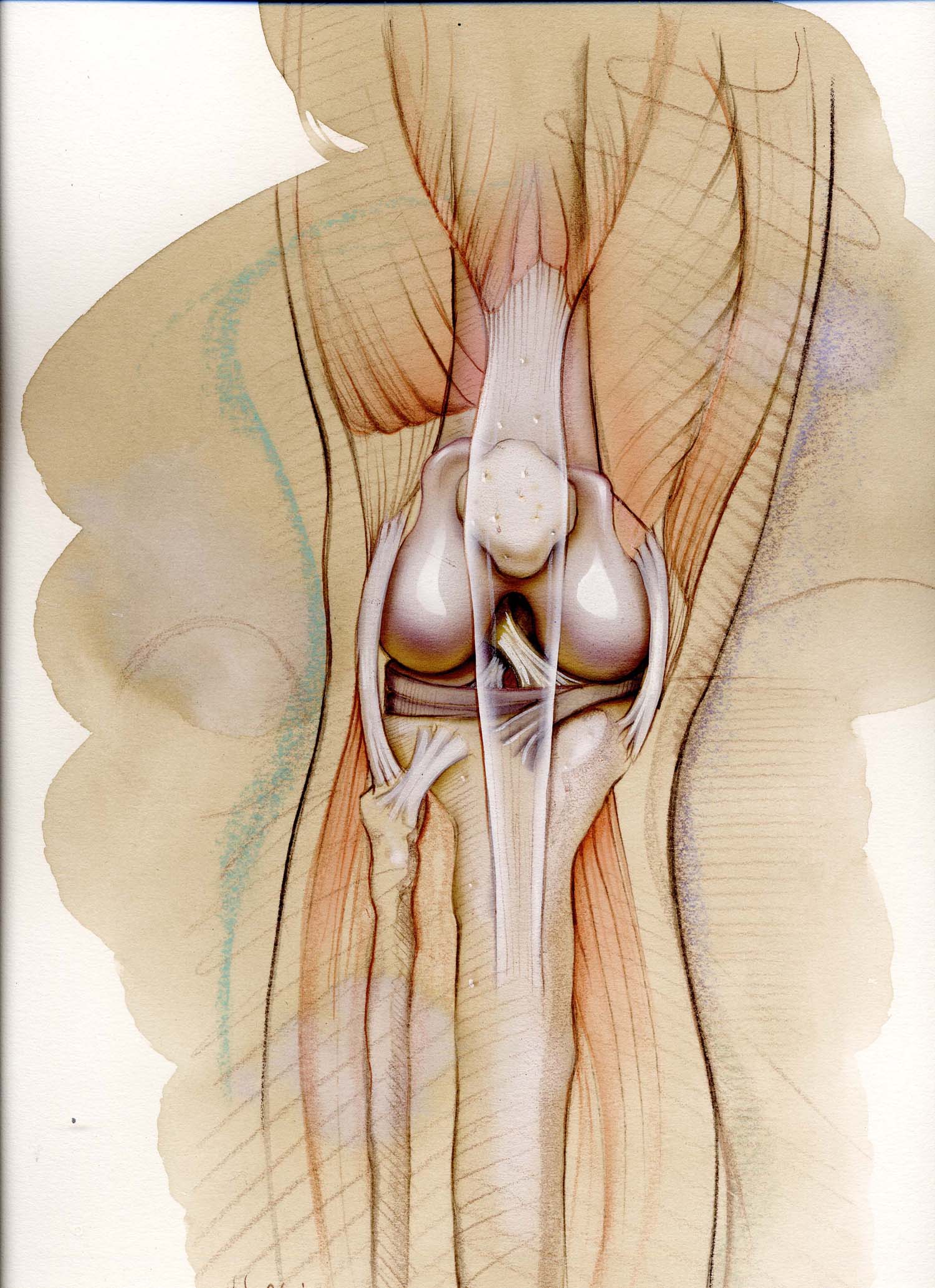 ©Bonnie Hofkin. Medical line and color wash a la Da Vinci of knee joint.
