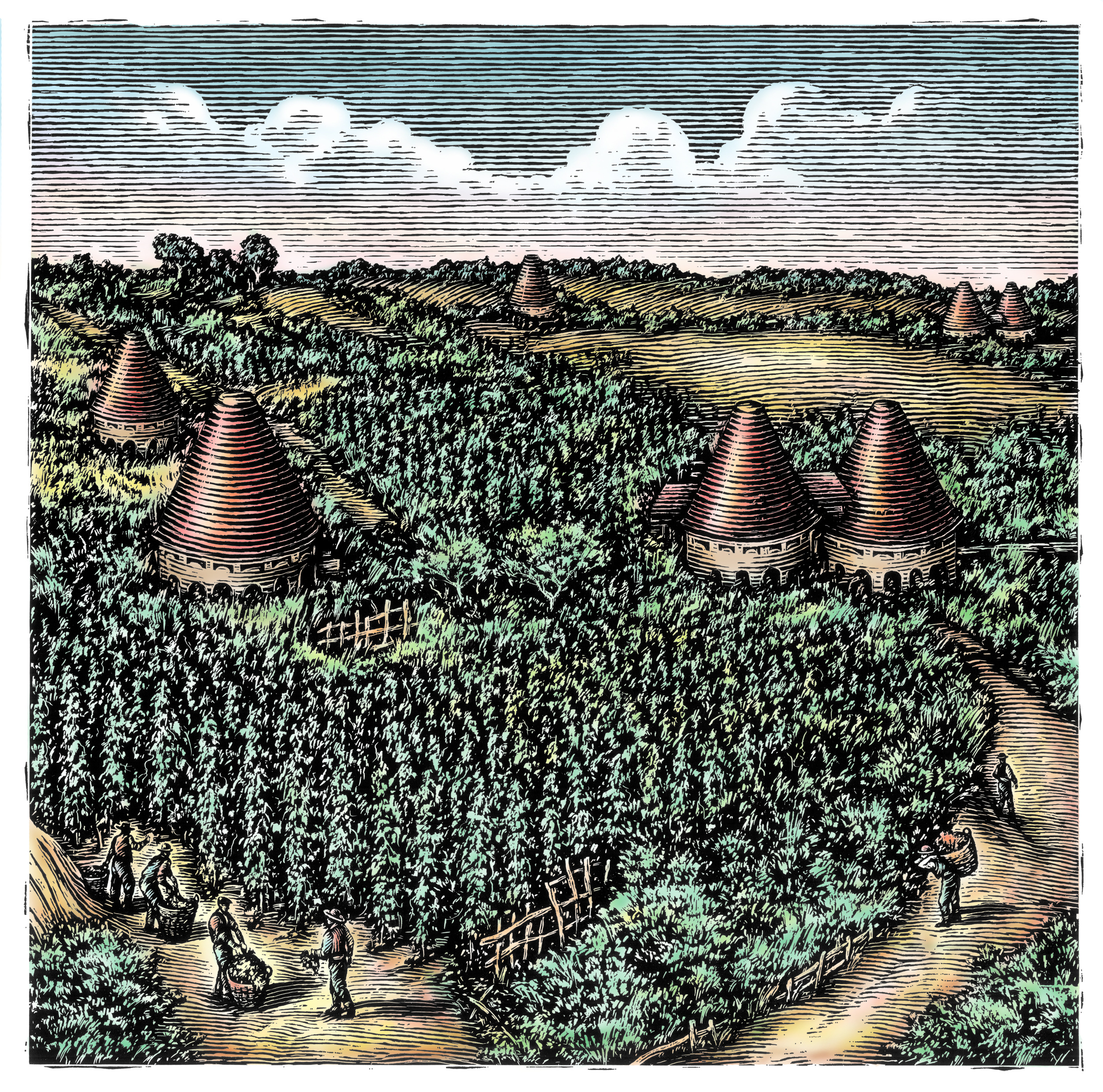 ©Ken Perkins. Hops field with drying structures and workers for Samuel Adams Beer.