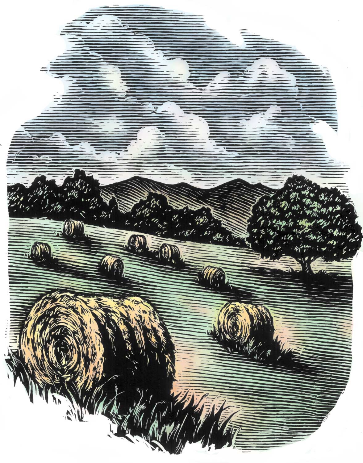 ©Ken Perkins.  Scratchboard with color wash using PhotoShop for series on hay in Cowboy Magazine.