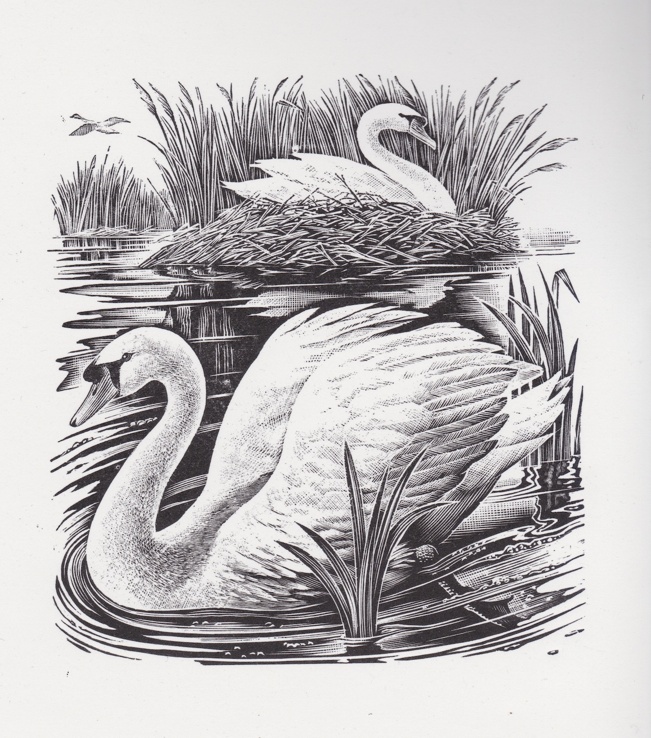 Image 762445