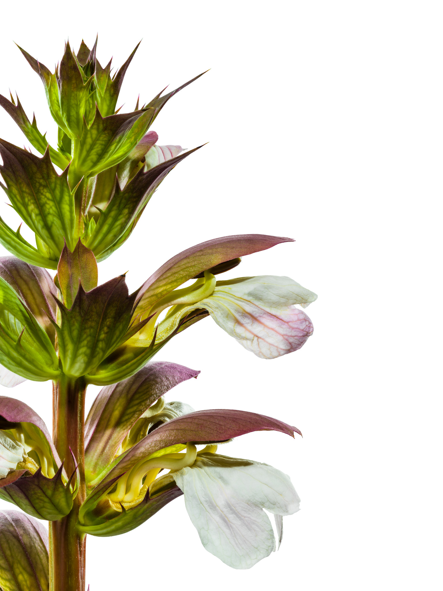 Acanthus