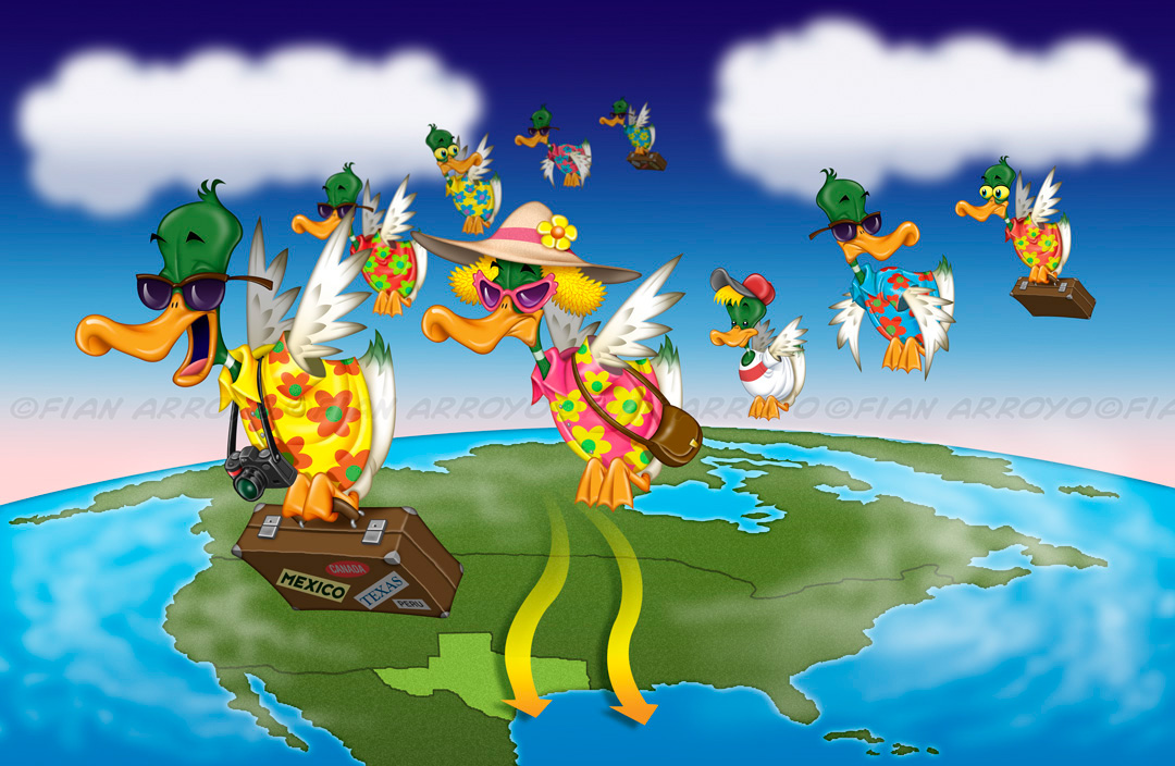 Magazine illustration for an article on birds migrating to Texas.