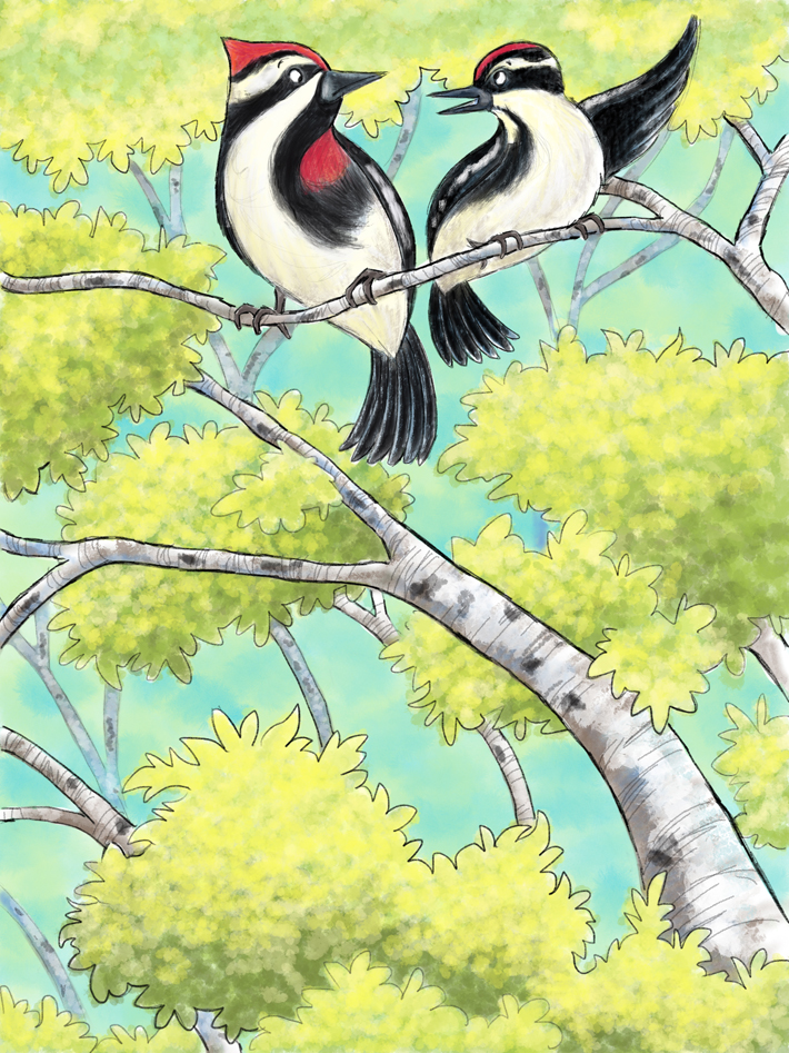 Birds