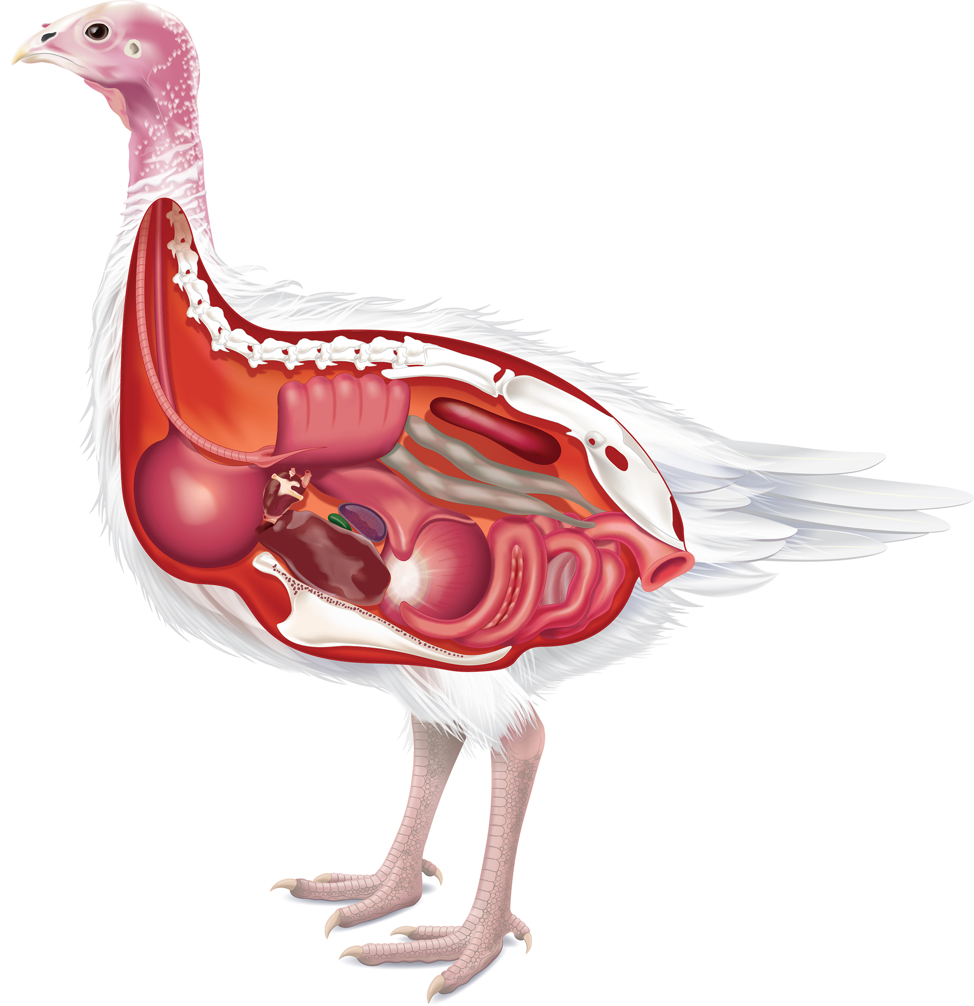 Turkey cross section