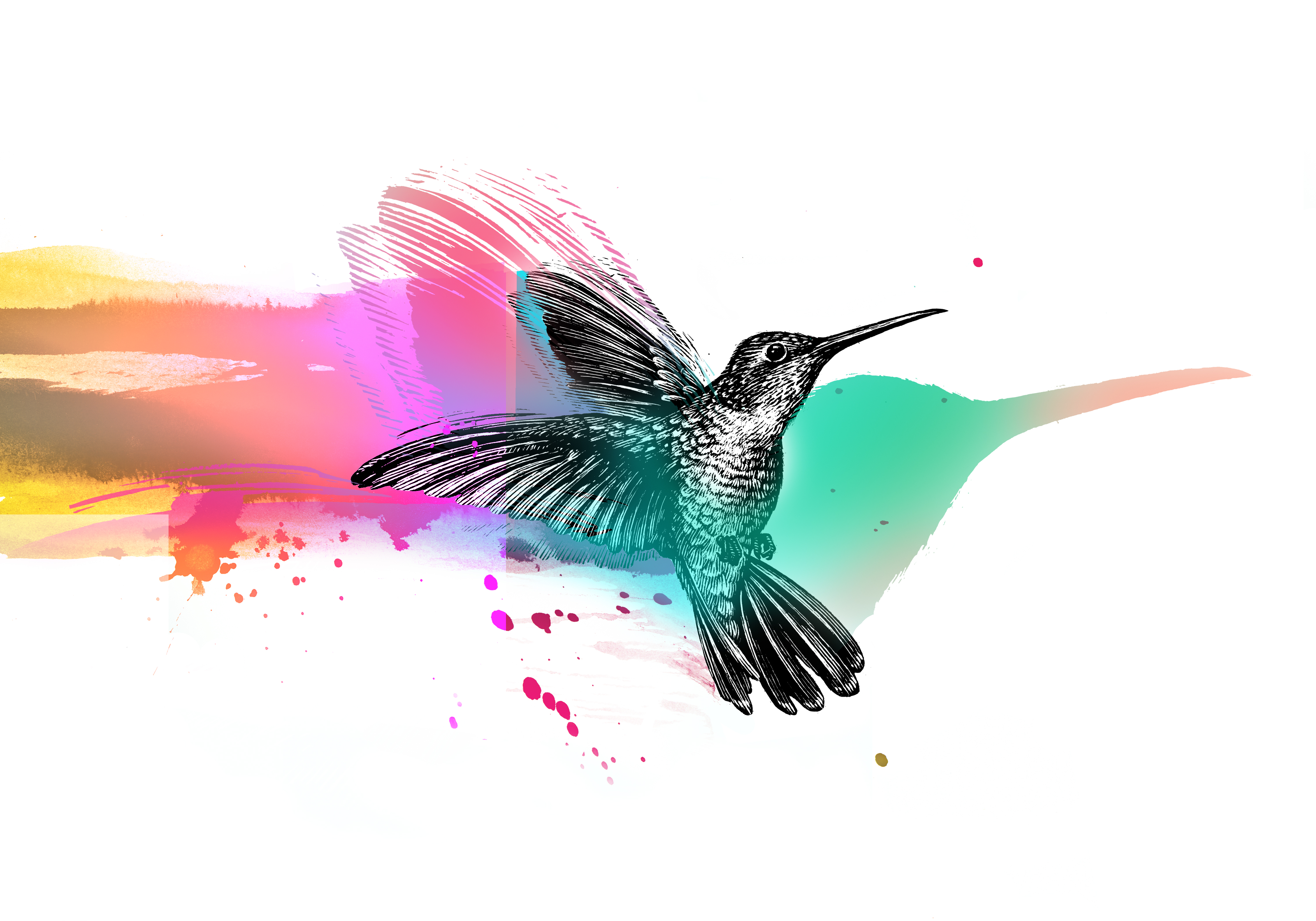 Sample of Hyper-colored Humming Bird Scratchboard illustration by Antar Dayal