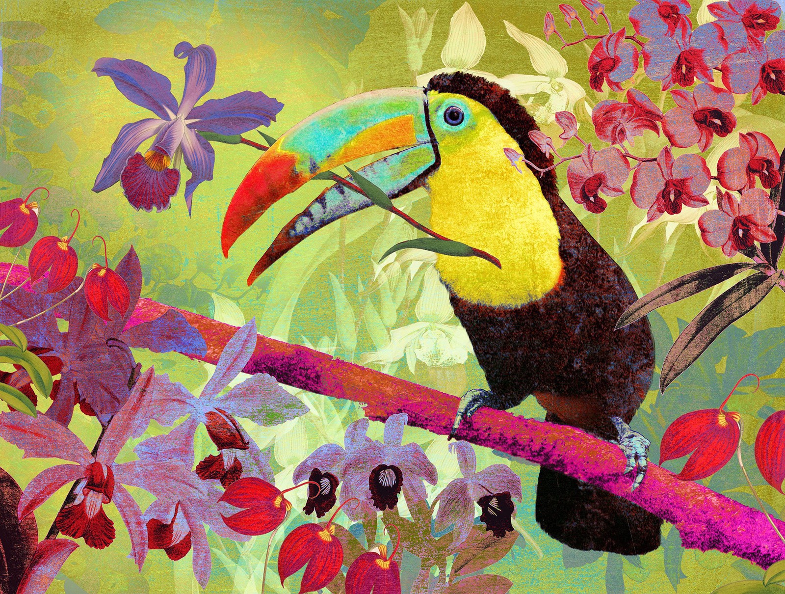 Toucan b