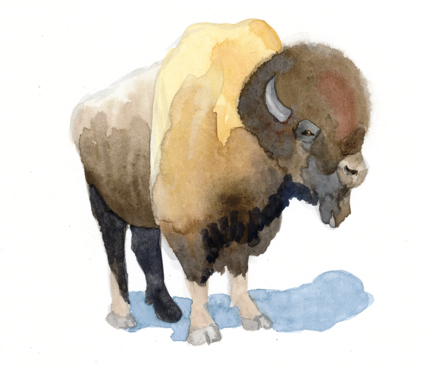 American Bison with an amazing hairdo. 