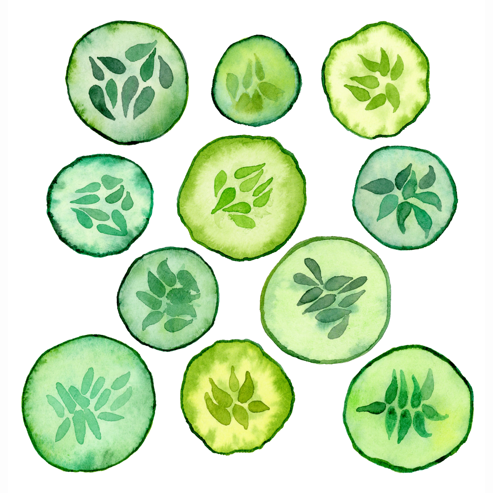 hand painted cucumber illustration