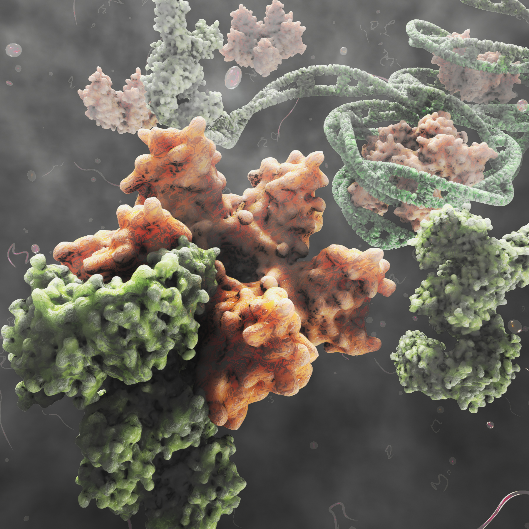 The structure of the nucleosome consists of a segment of DNA wrapped around a protein( orange), a histone. This histone is being guided by a sheperding protein.