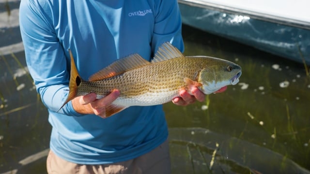 A documentary about how Cowford Conservation came to be, insight into it's mission with some great fly fishing and marsh hen hunting along the way.