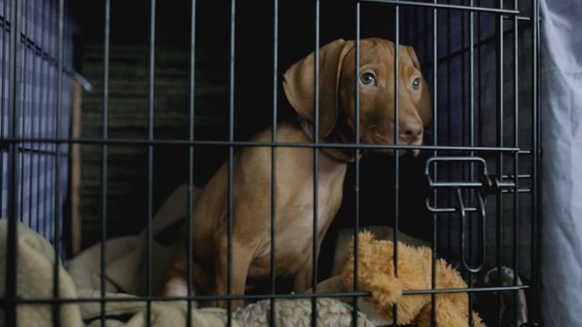 Life with a new puppy