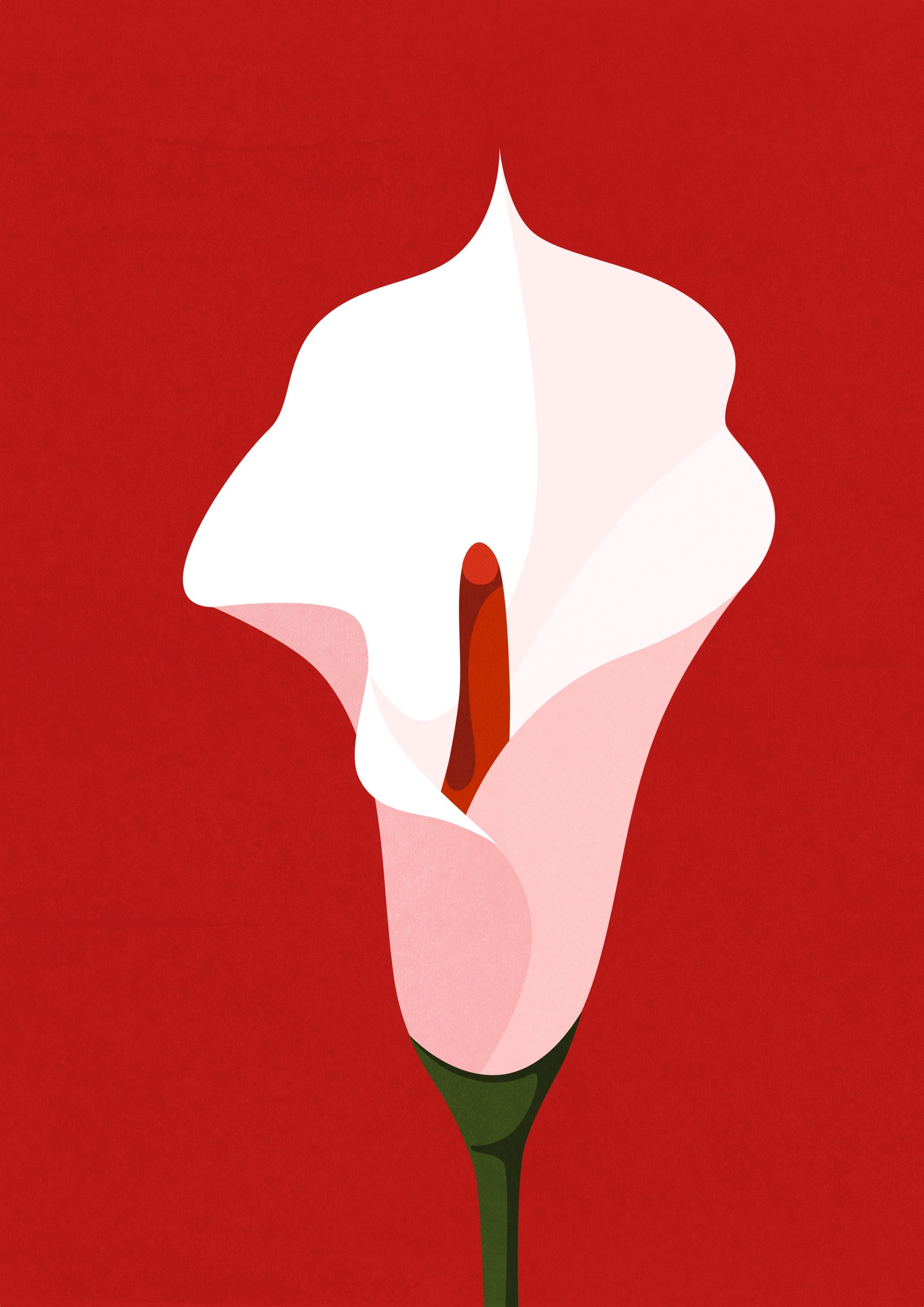 Calla Lily Bloom
