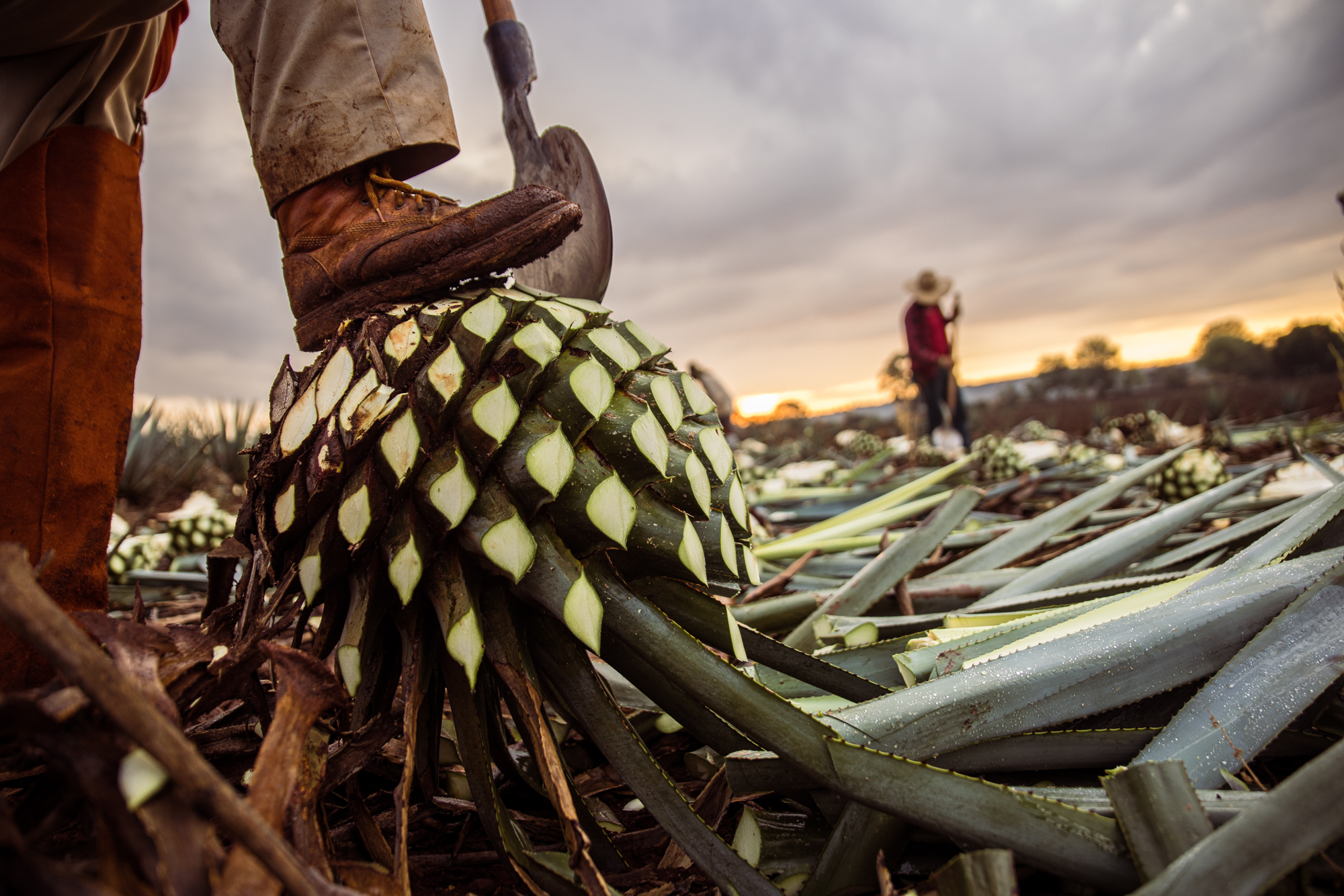 Agriculture/Industry images by Pedro Oliveira/Pedrontheworld.