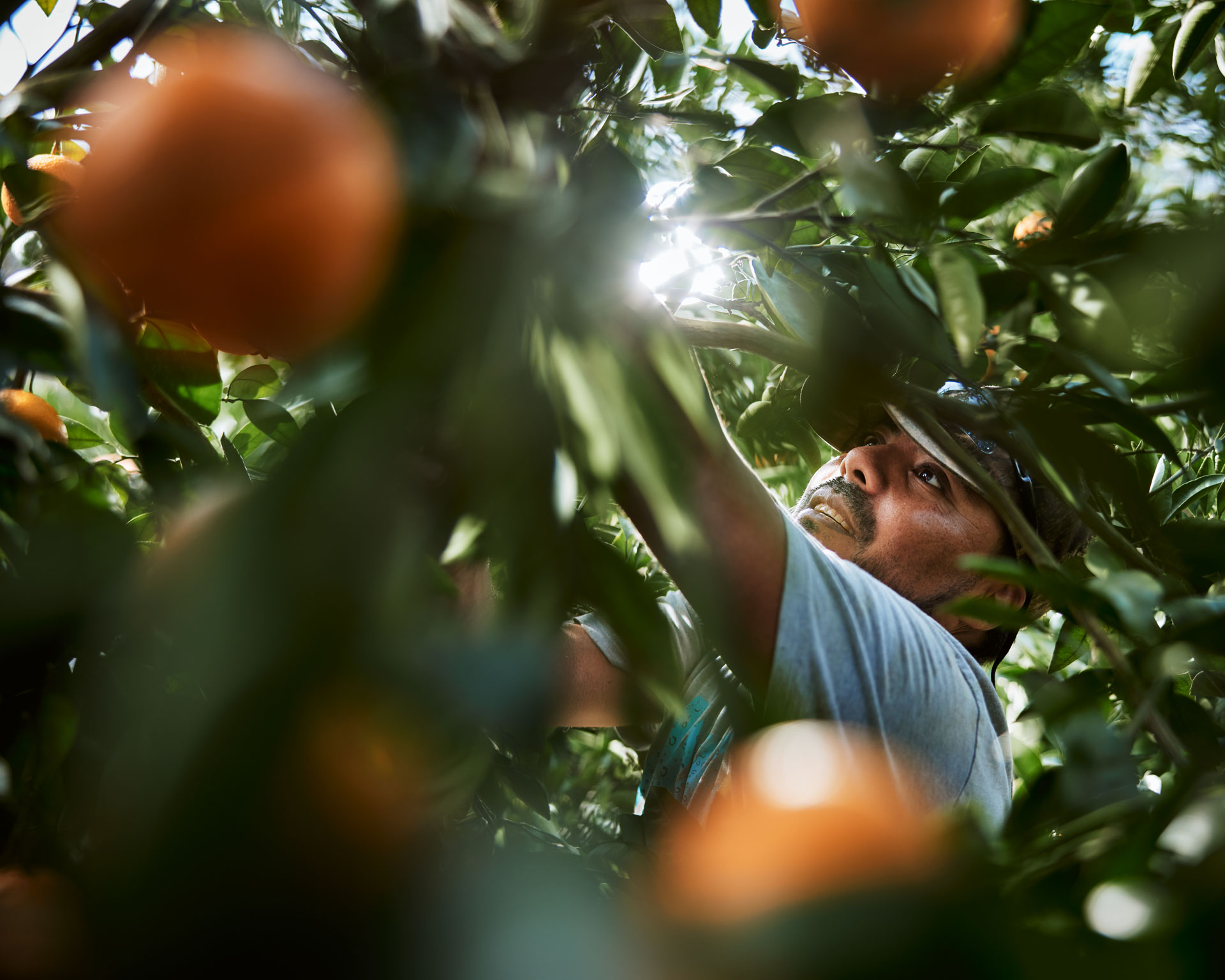 Citrus picking at Florida Georgia Citrus