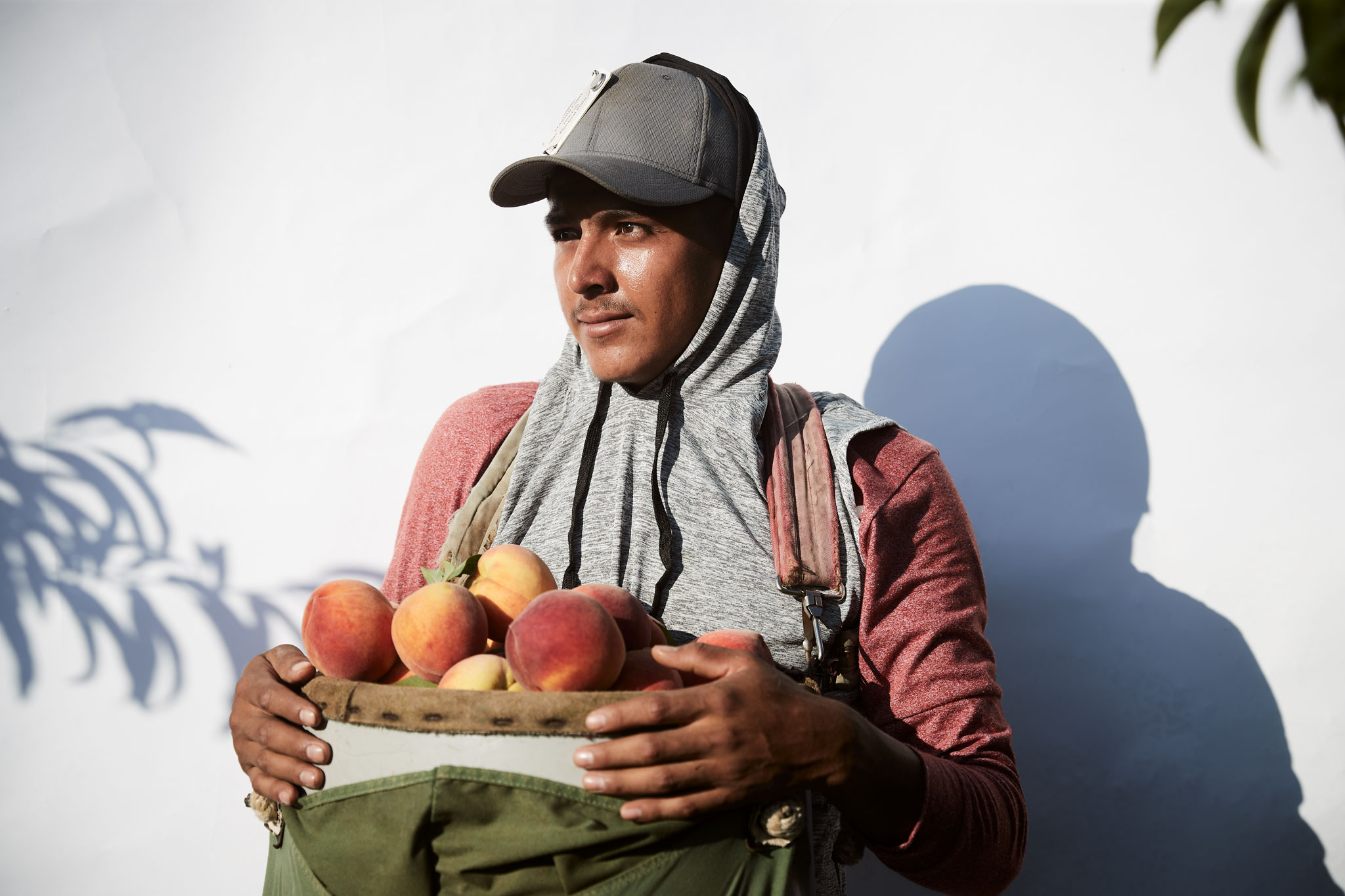 Portrait of a peach picker on white during peach harvest in Georgia