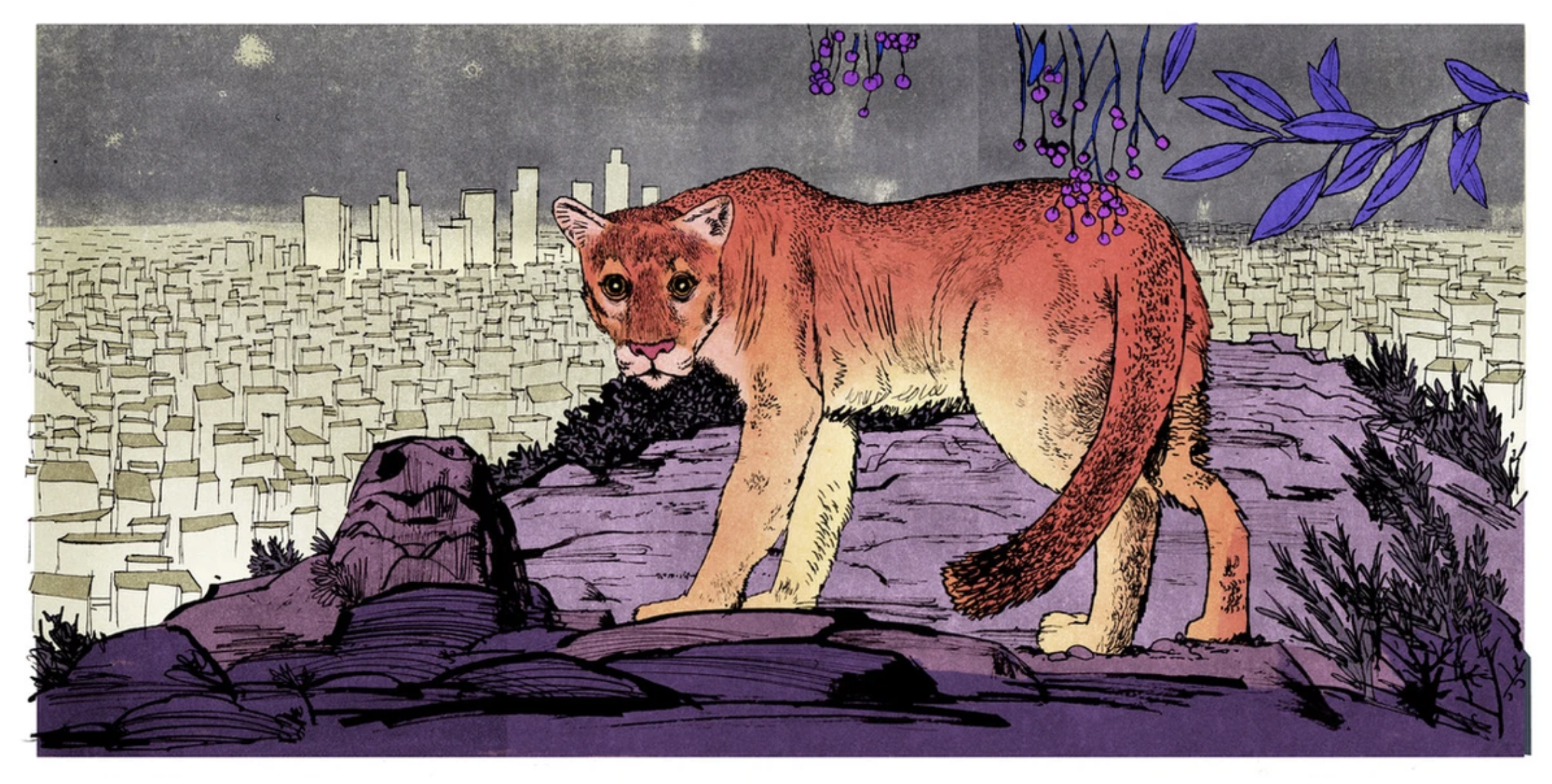 Artist: Natt Rota
Client: The American Scholar
Lionized: The life and death of a celebrity puma—and what it really means to be wild  
