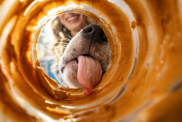 A growing story of epic proportions... where the love of peanut butter and jelly bonds a pup and their owner throughout the years.