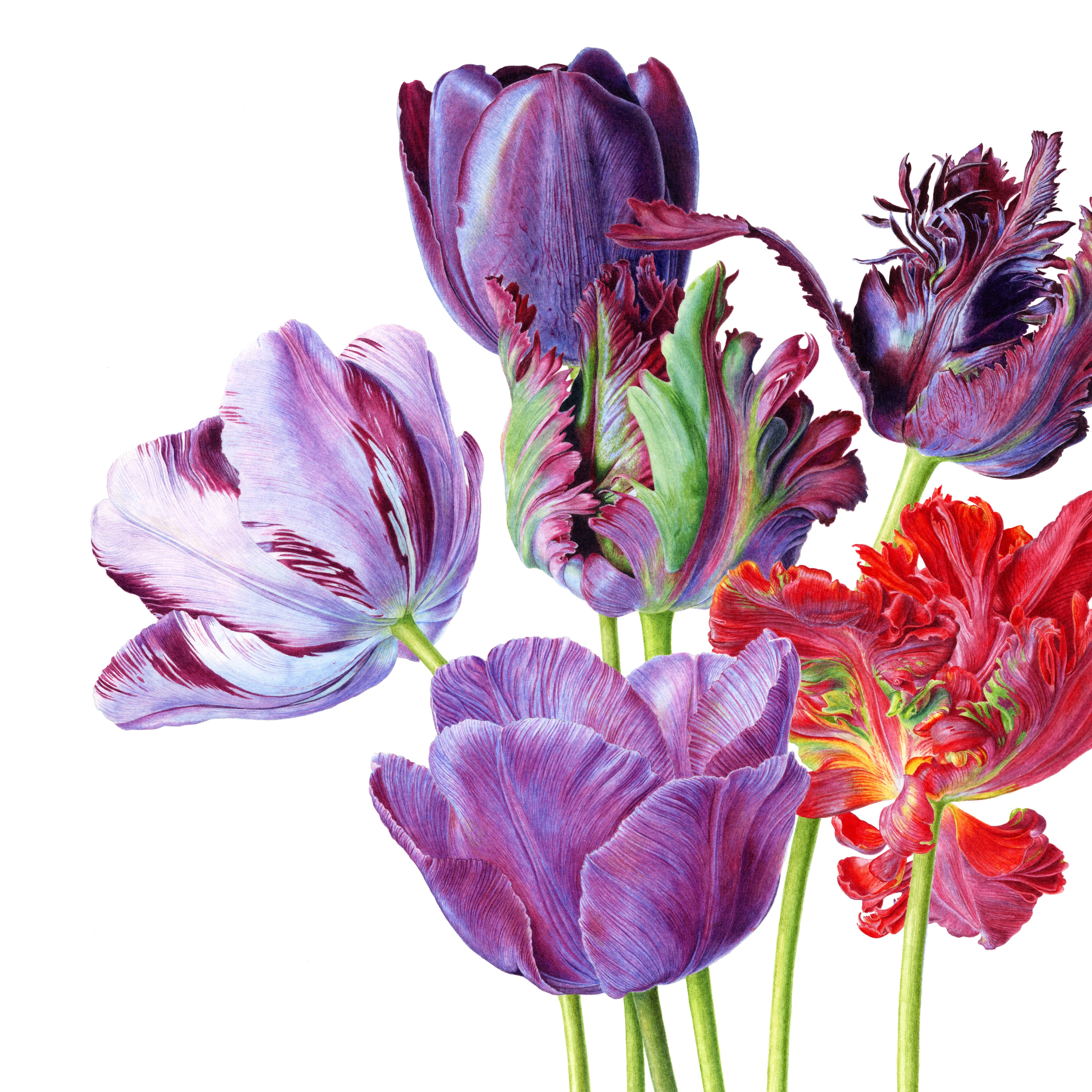 Tulips in a photorealistic style