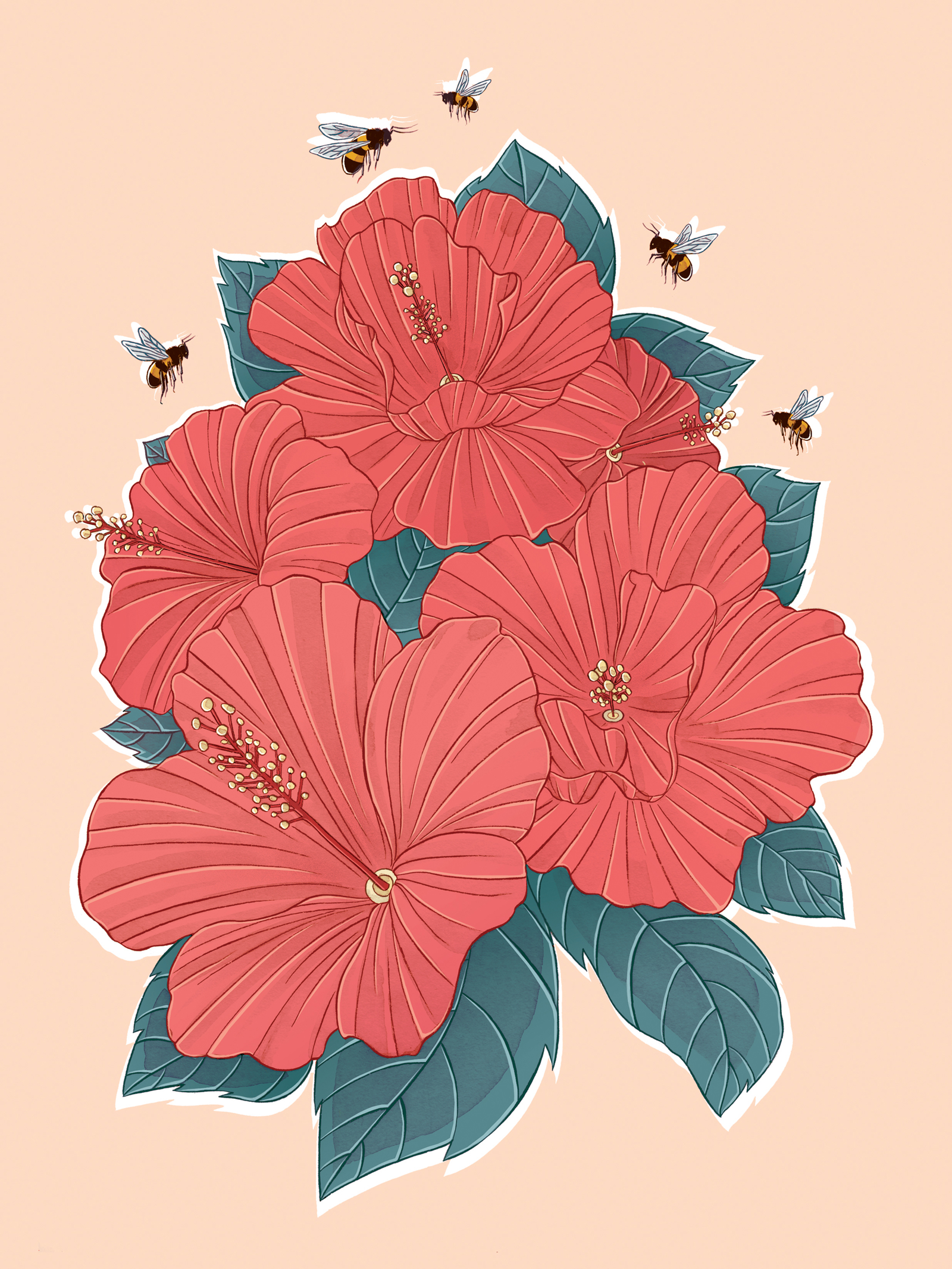 Hibiscus