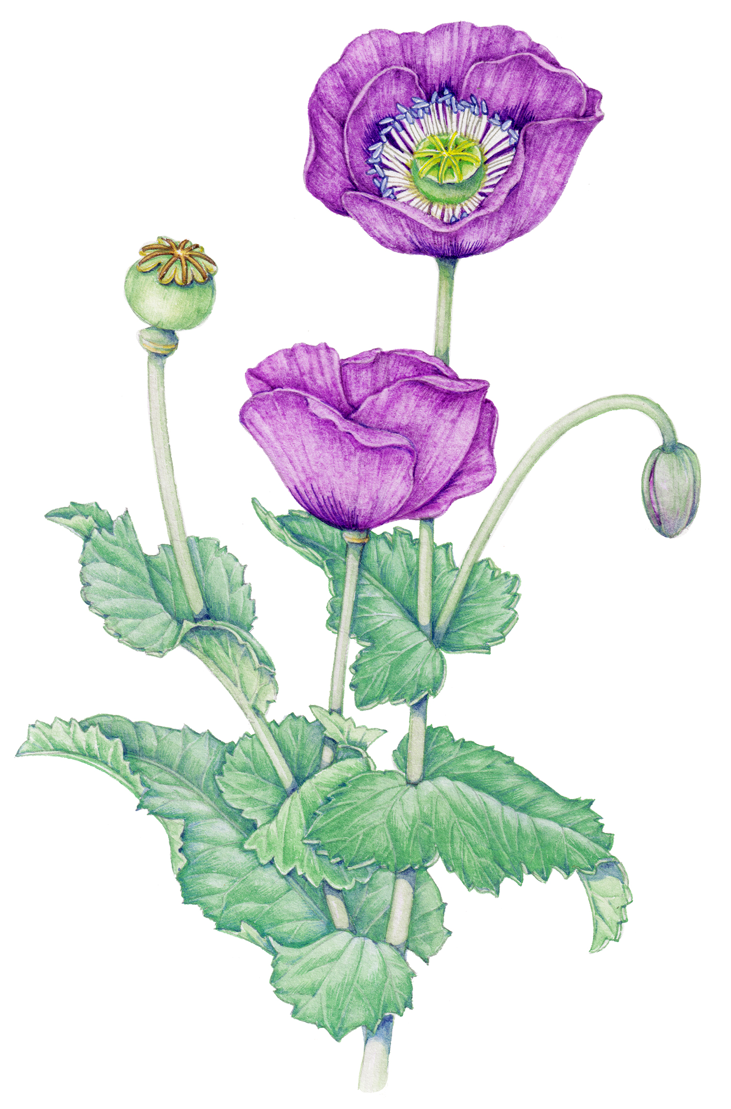 Botanical illustration for FSC's "Urban plants of Scotland" identification chart