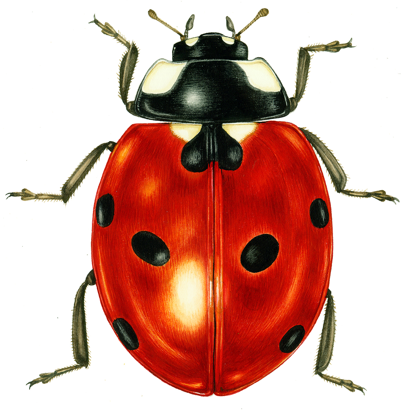 Seven spot ladybird completed for a private commission (but subsequently used in tomato packaging in Sweden!)