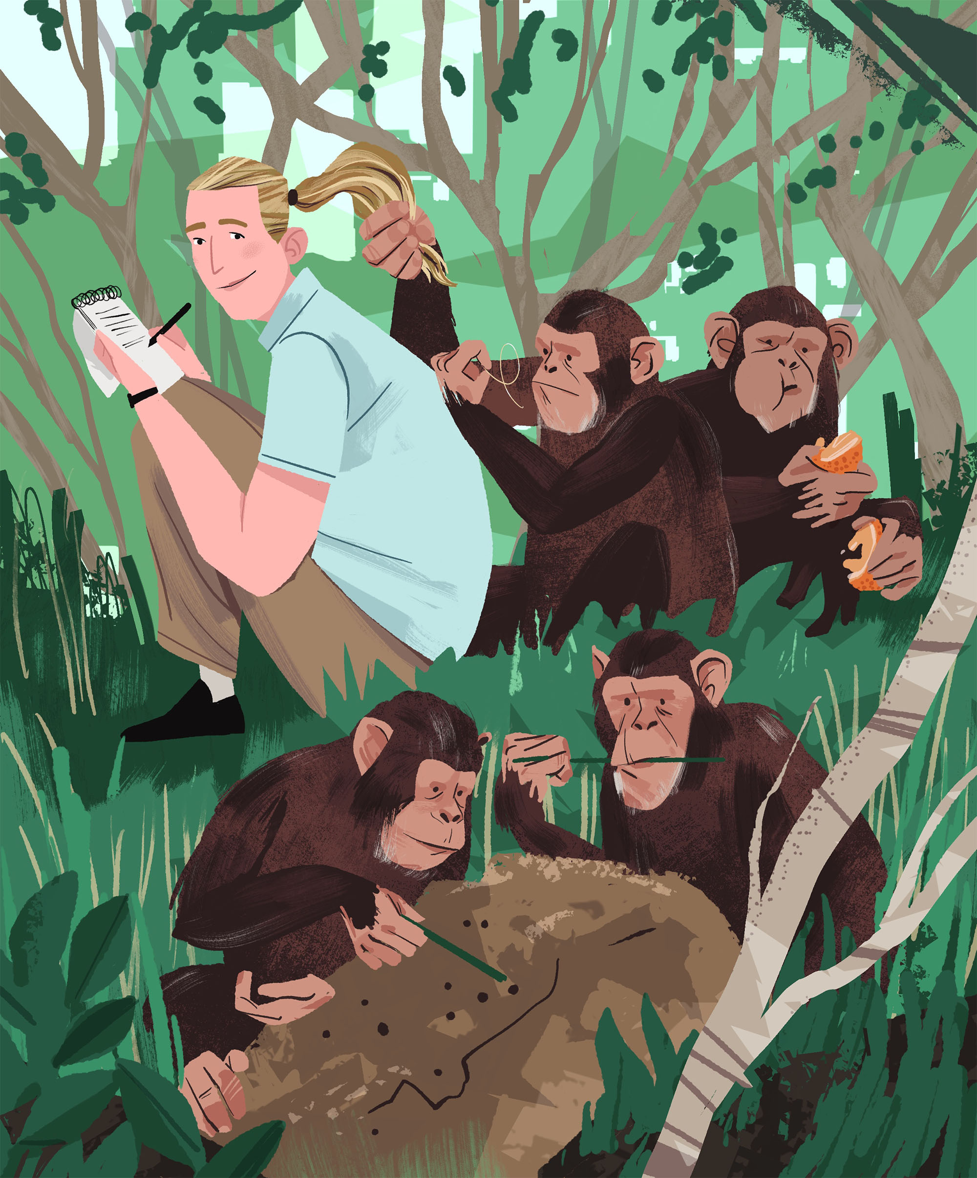 Wildlife illustration for conservation and educational publications, portraying Jane Goodall with chimpanzees in the forest.
